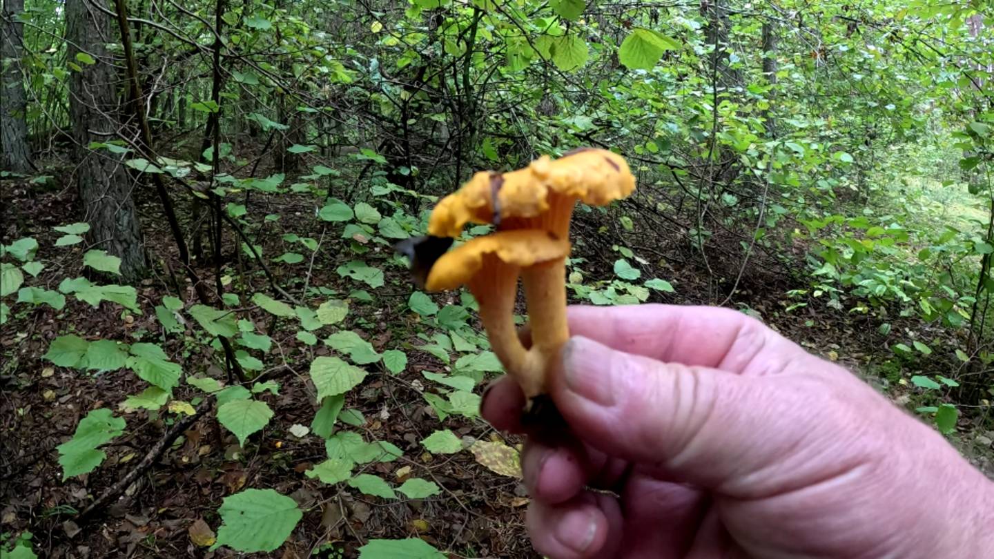 5 октября 2024.   На лисичкиной горке и в простом лесу собрал лисичек.