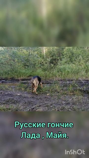 Русские гончие Лада и Майя вл. Шатров В.А.#охотасгончей#собака #животные #топ #hunting