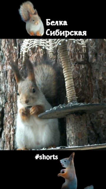 Снег идет, а белка ест под зонтиком
