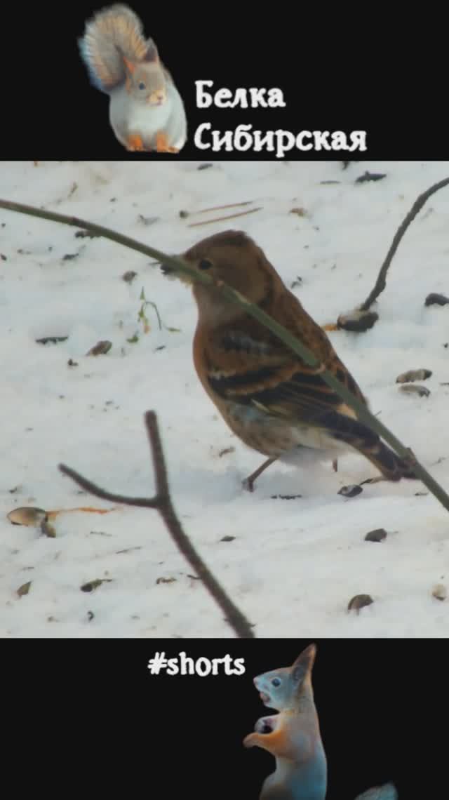 Вьюрок - санитар леса