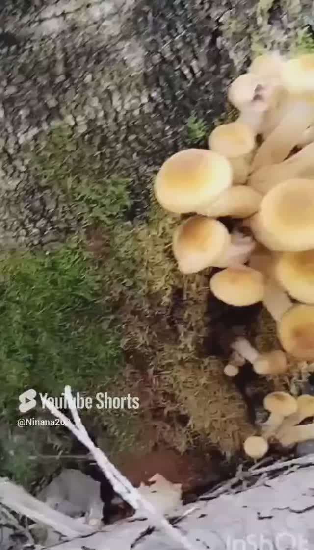 Опята-дружные ребята #нинана200надаче #шорты #грибывсентябре