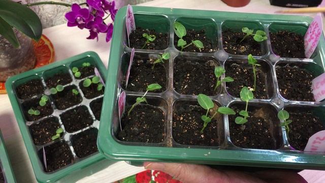 Обзор сеянцев Гибискуса, пеларгонии, бальзамина,эустомы кроссандры посеянных 15.01.2025