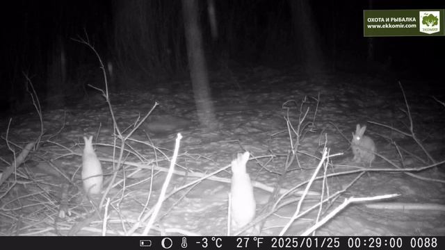 Зайцы на фотоловушке.