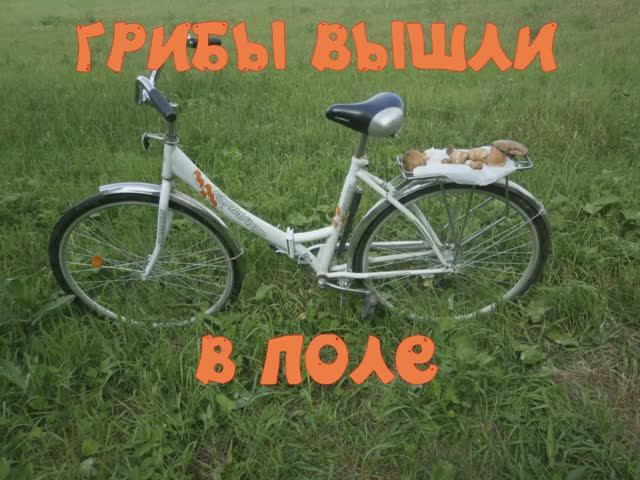 Грибные места.Грибы вышли  в  поле.Подберёзовики  растут  на  полях.Кострома- Караваево (1)