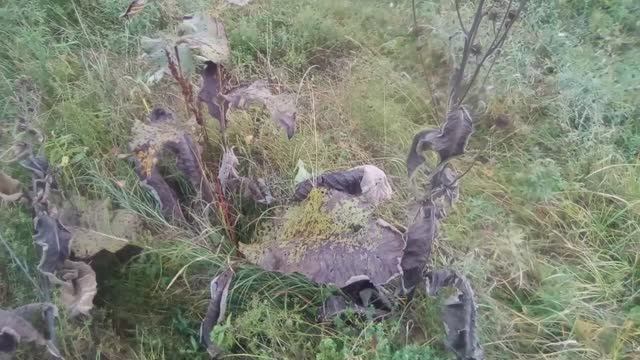 Собираем корни девясила осенью