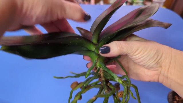 27.01.25.Орхидея Фламинго Джаз пересадка в кору.