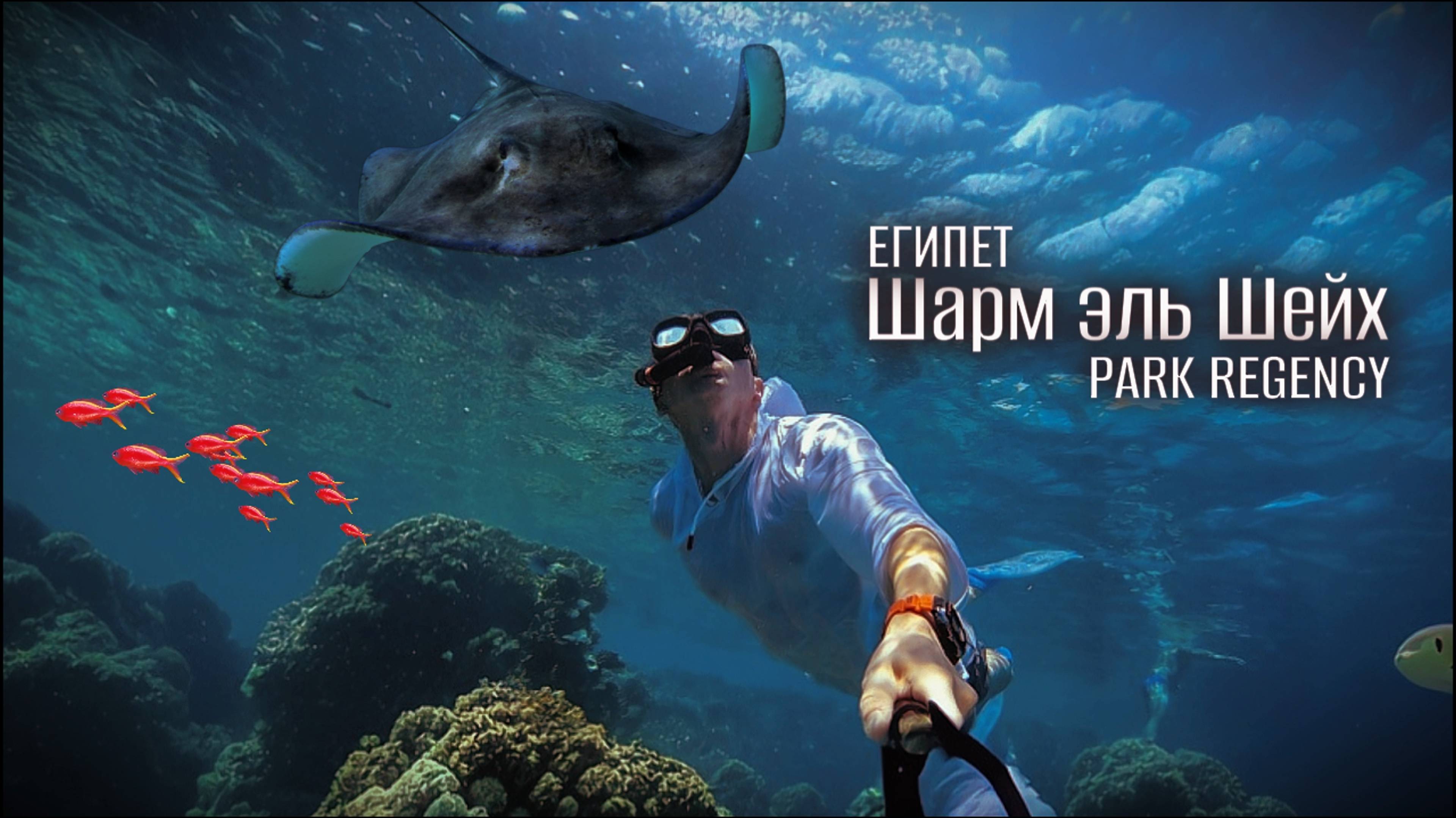 Шарм эль Шейх. Красное море. Подводный мир.