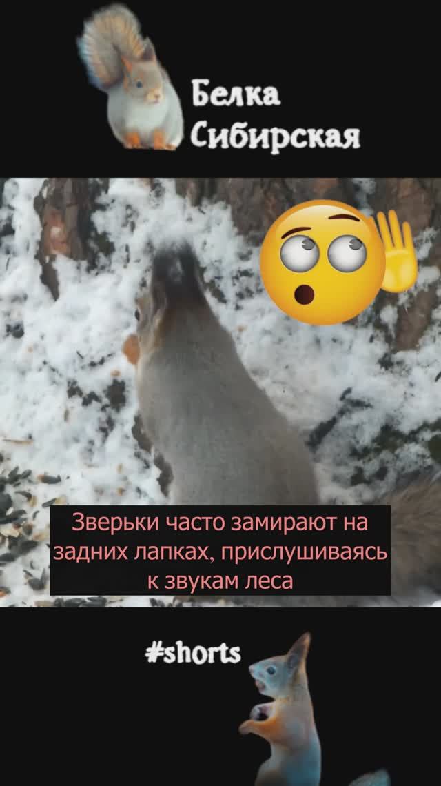 Белка спустилась на землю