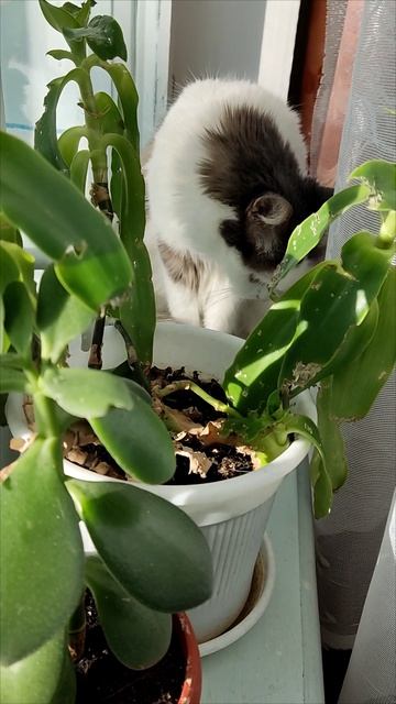 Две мои красавицы кошечки Муся и Сима.