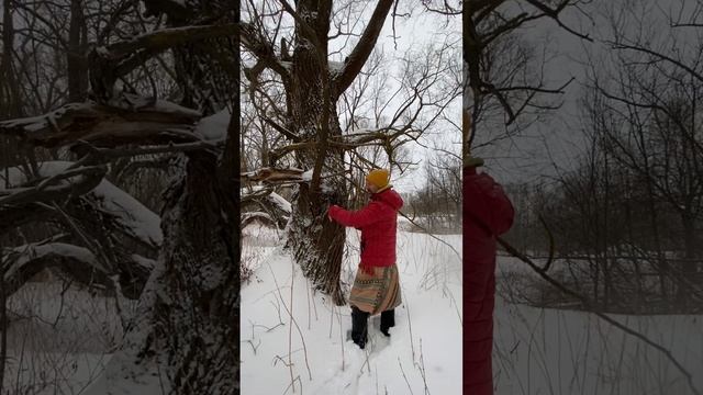 Как человека лечат деревья? Гороскоп друидов