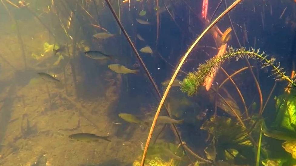 ПОДВОДНЫЙ МИР РЕКИ РАНОВА