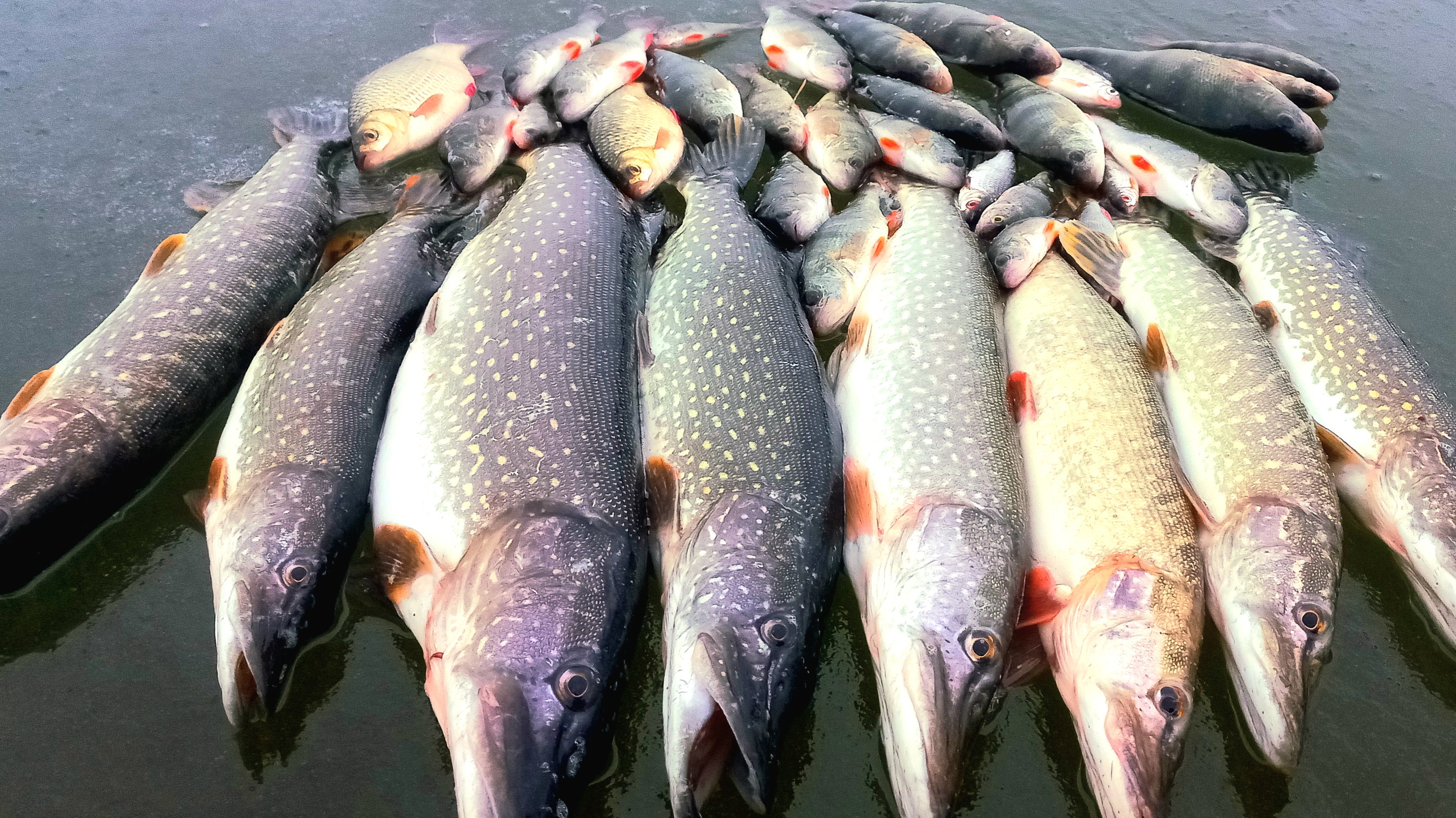 И ЛЁД, И РЫБА! КТО ИЩЕТ - ТОТ НАЙДЁТ! РЫБАЛКА С НОЧЁВКОЙ. ПЕРВЫЙ РАЗ НА АХТУБЕ. ПАЛАТКА, ПЕЧЬ, ПЛОВ