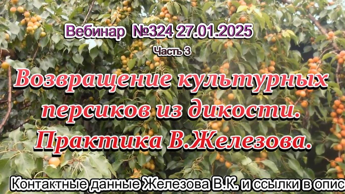 Железов Валерий. Вебинар 324. ч.3. Возвращение культурных персиков из дикости. Практика В.Железова.