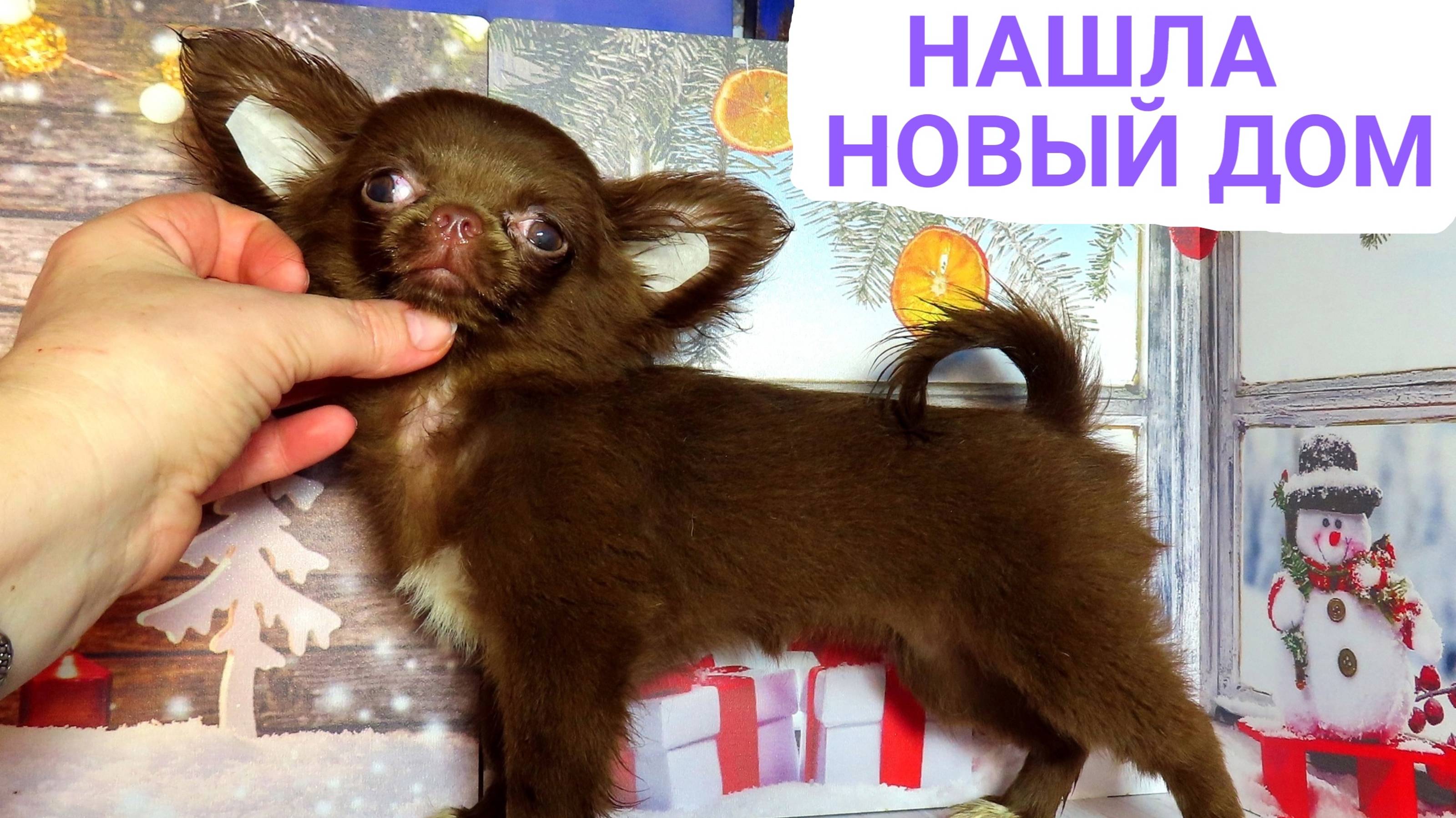 ПОЗДРАВЛЯЕМ Сабрина нашла НОВЫЙ дом 27.01.25 #купитьчихуахуа 89215950848 #продажачихуахуа