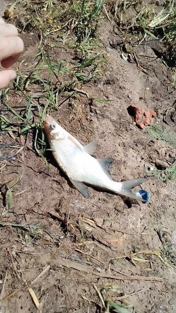 Рыбалка на Волхове