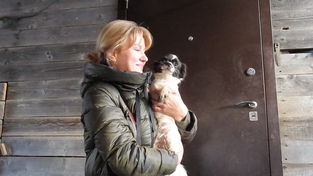 ПРОВОЖАЕМ Зиночку в НОВЫЙ дом 26.01.25 #купитьчихуахуа 89215950848 #продажачихуахуа ЕСТЬ ДОСТАВКА