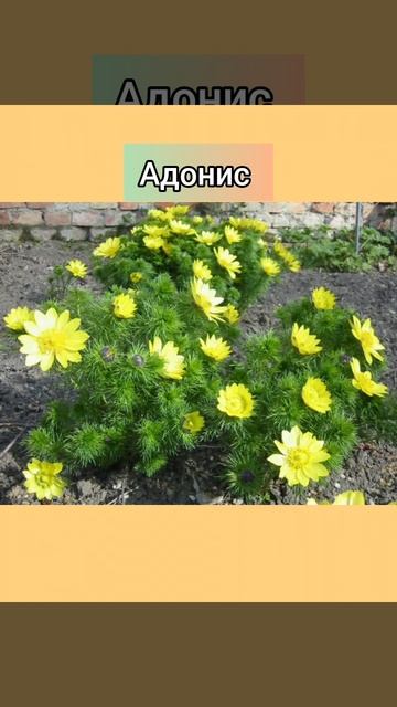 15 цветов, которые можно посеять осенью и не выращивать рассаду!     #дача #сад #клумба