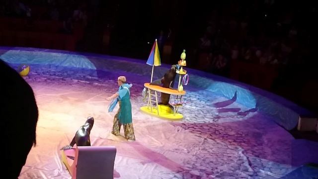 Забавные морские котики. Вика и София в цирке