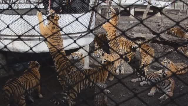 Харбин. Кормление тигров в Тигропарке