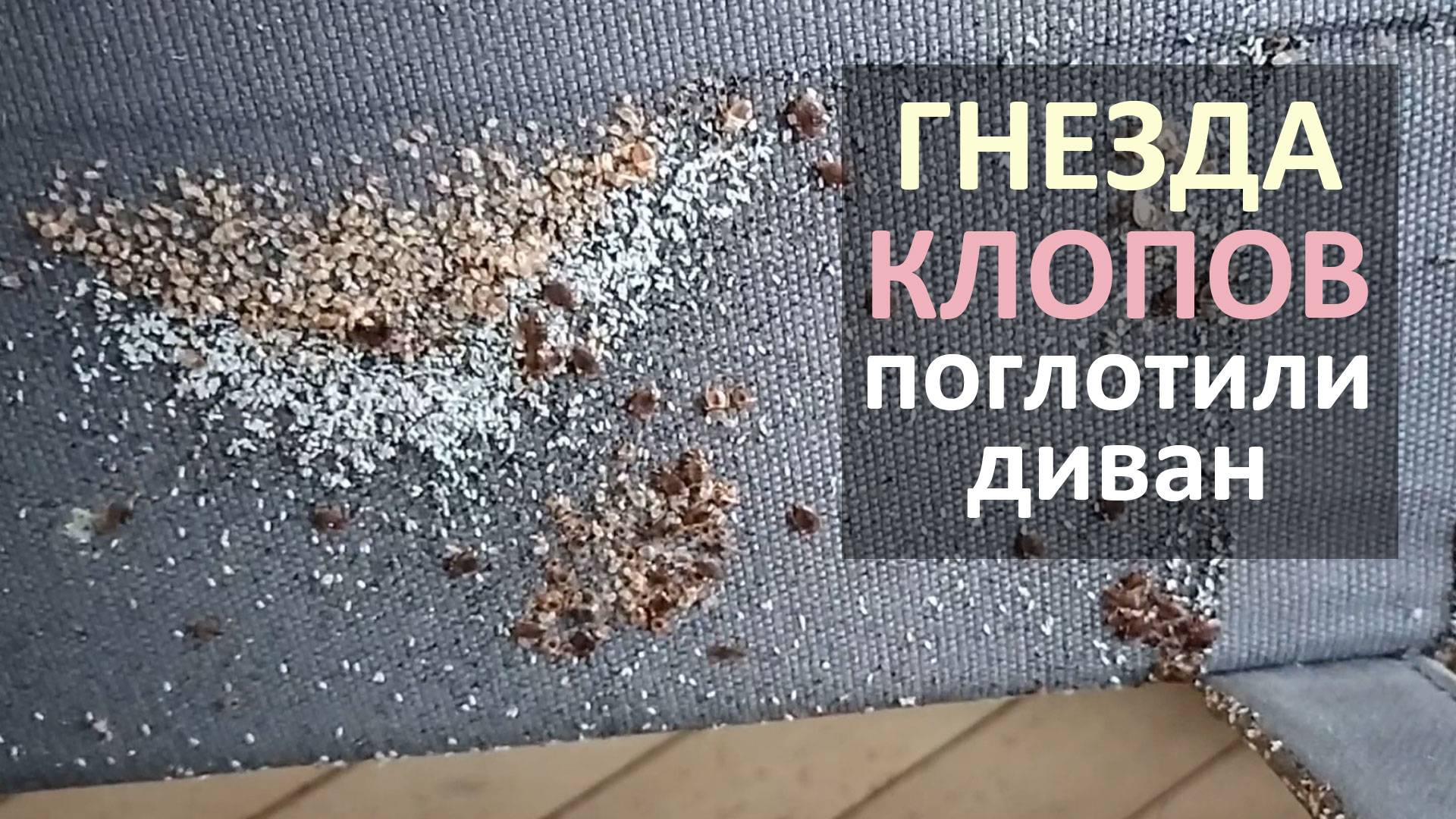 Когда гнезда клопов полностью хоронят под собой диван - ситуация в квартире в Москве