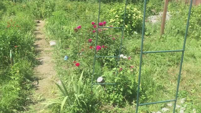 Дача в подмосковье июнь 2022/Что растет на даче /Ждем ягодный урожай