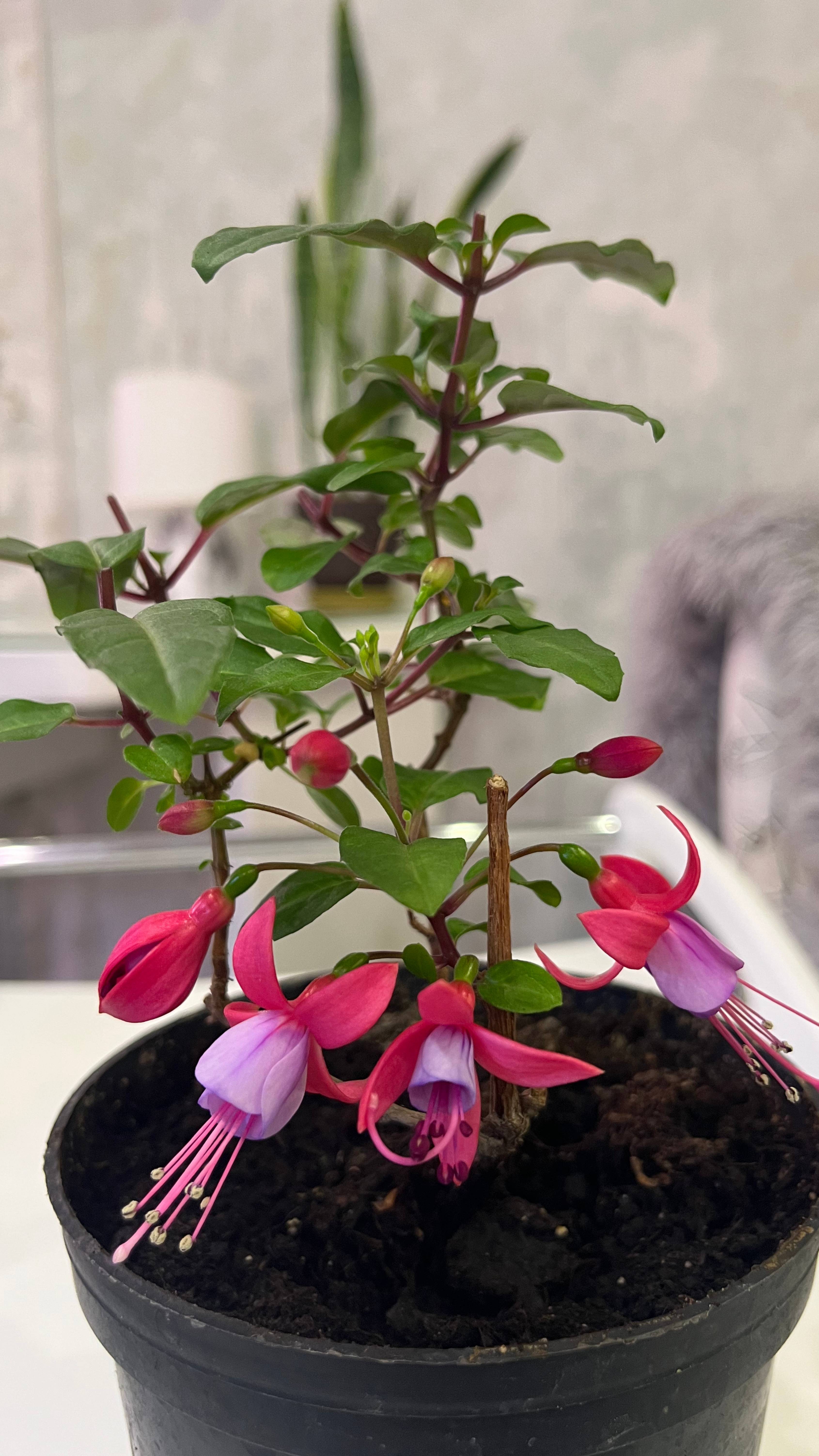 Фуксия Shadow Dancer Alice