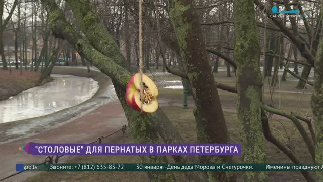 «Столовые» для пернатых в парках Петербурга