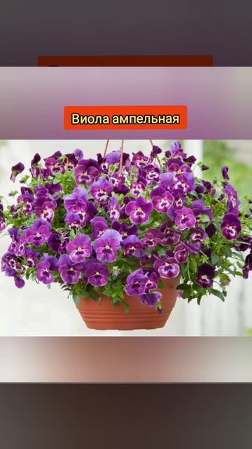 Цветы для подвесных кашпо #дача #дом #загородныйдом #цветы