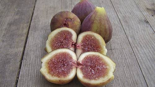 Обрезка плодоносящего инжира