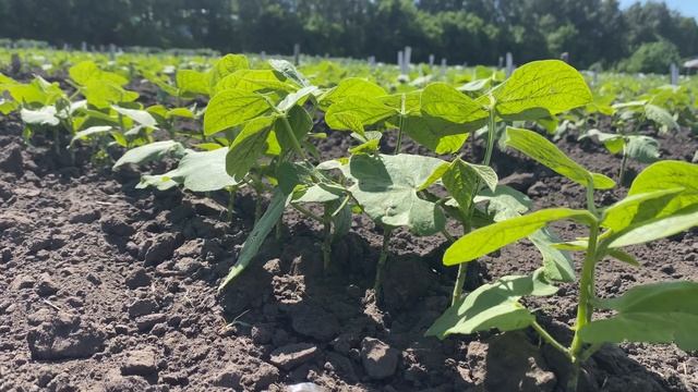 Профессор Нина Казыдуб, Омский ГАУ: почва - это наша жизнь