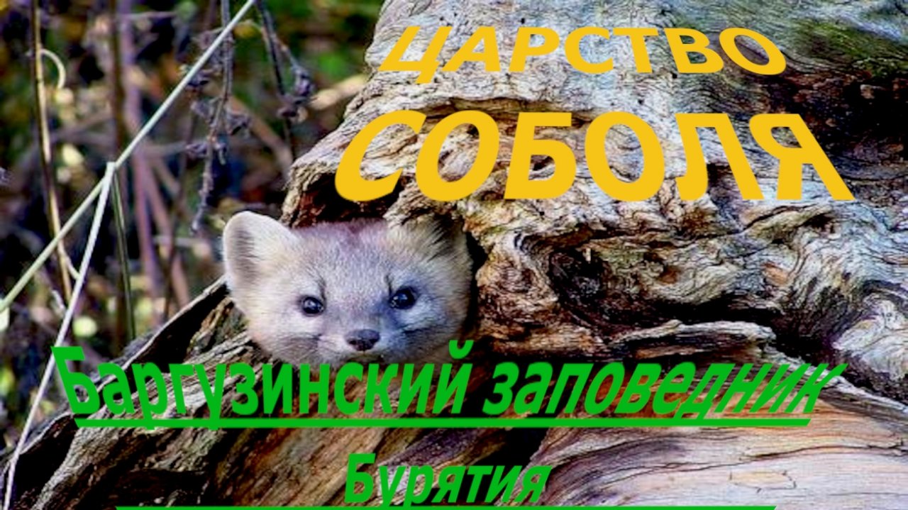 ЦАРСТВО СОБОЛЯ | Баргузинский заповедник республика Бурятия Россия