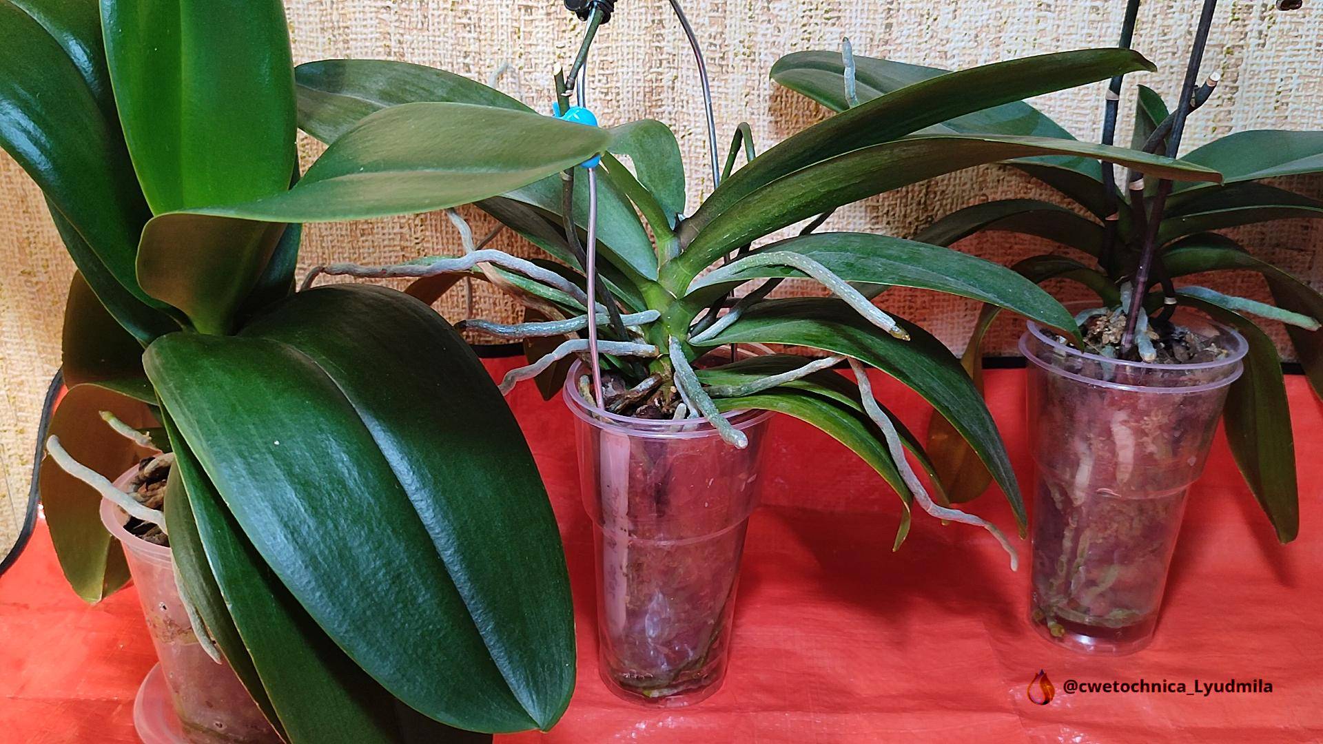 Пересадка  орхидей #orchids #орхидея #фаленопсис