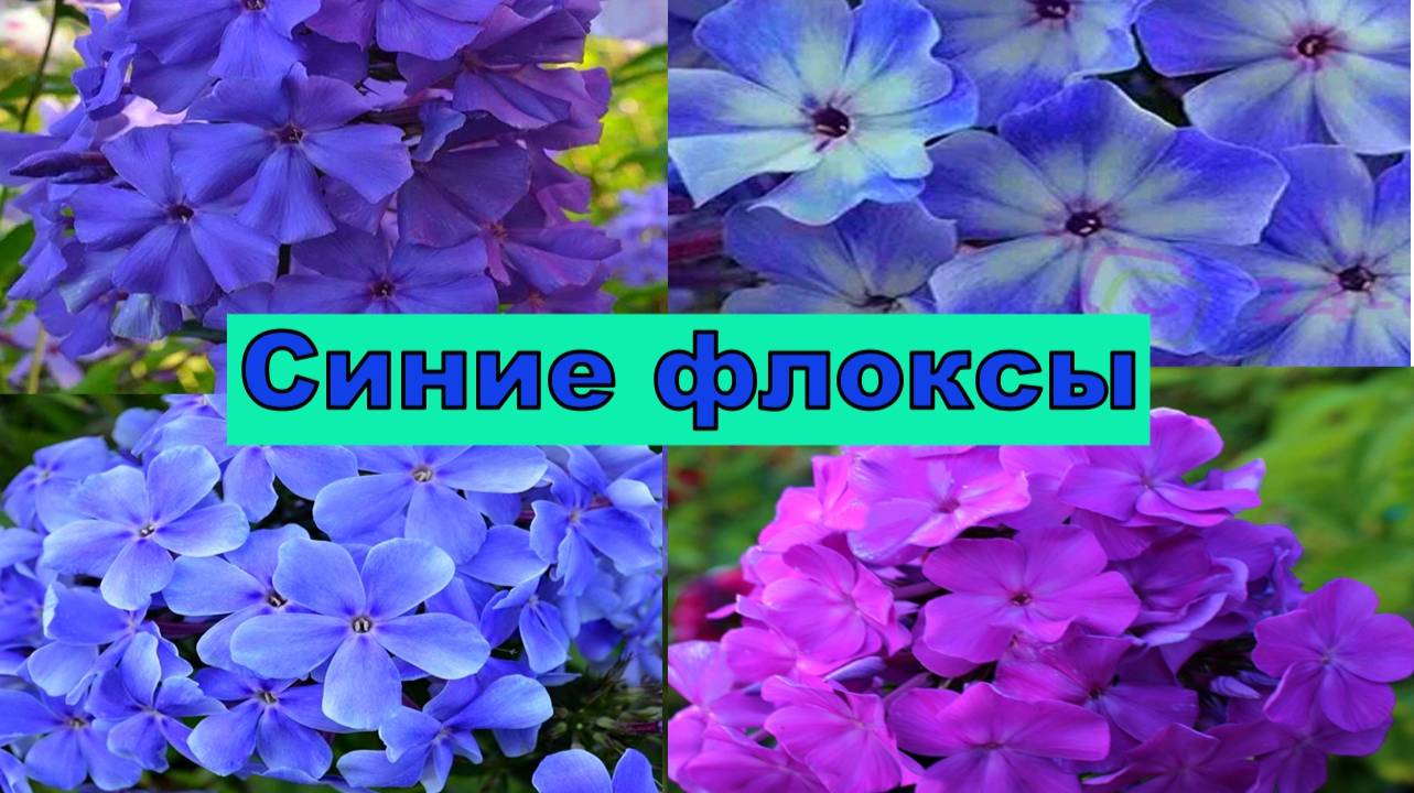 СИНИЕ СИРЕНЕВЫЕ ФЛОКСЫ