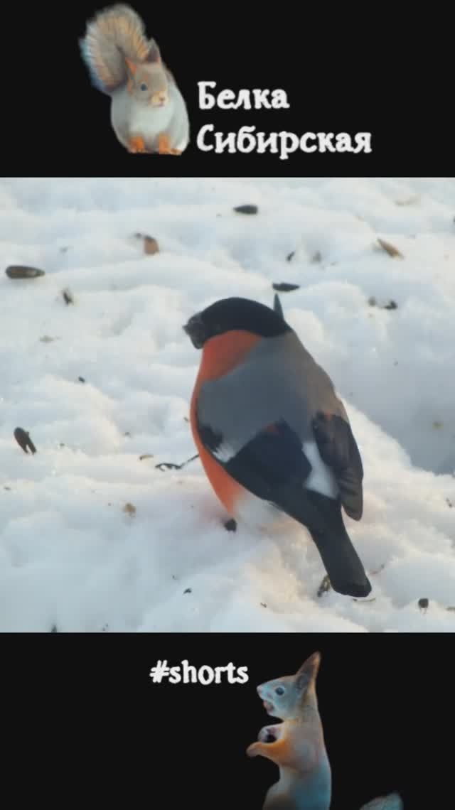 Снегирь на снегу