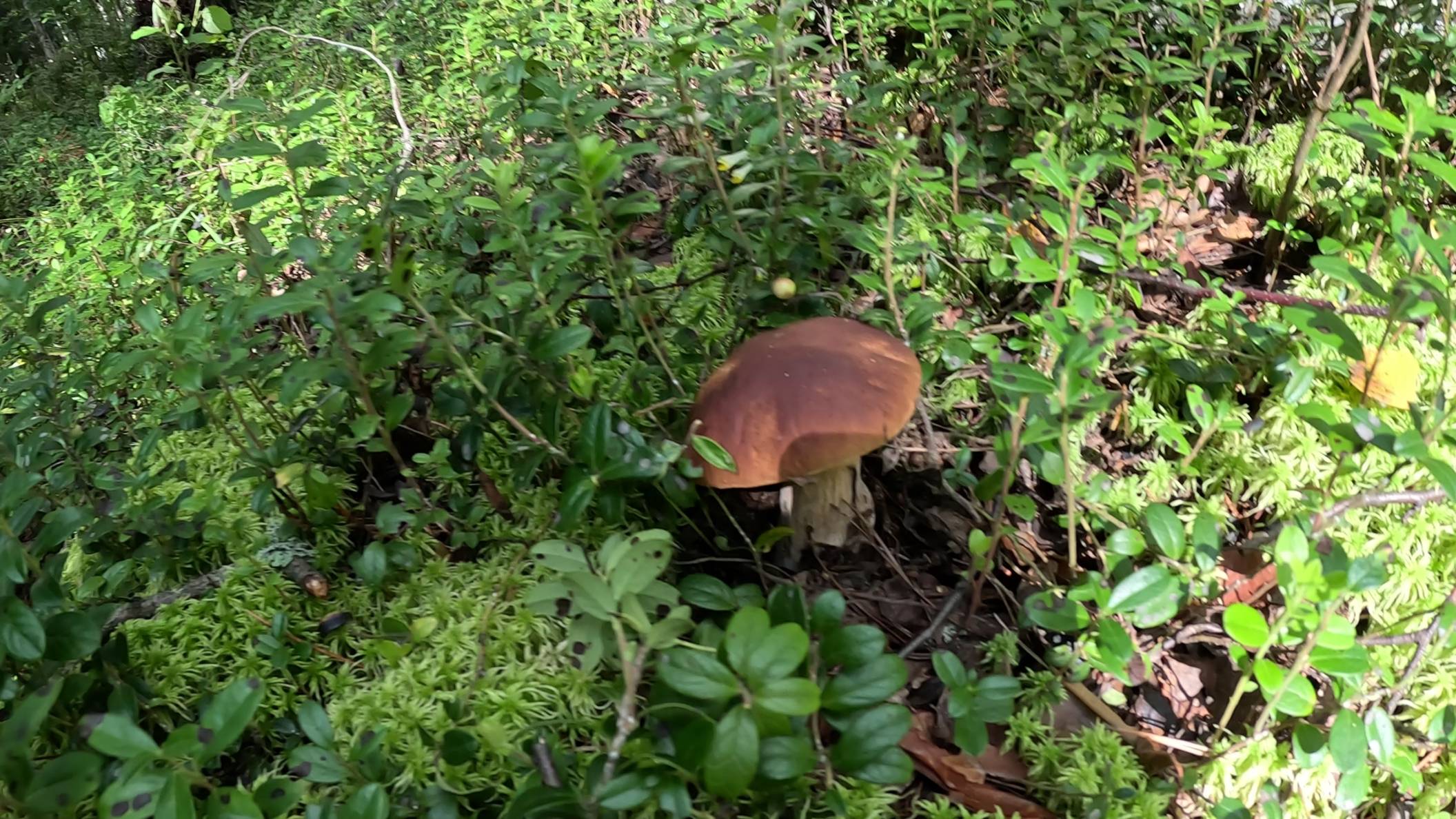 Грибная тропинка от поляны до опушки. Приятная прогулка по летнему лесу за грибами