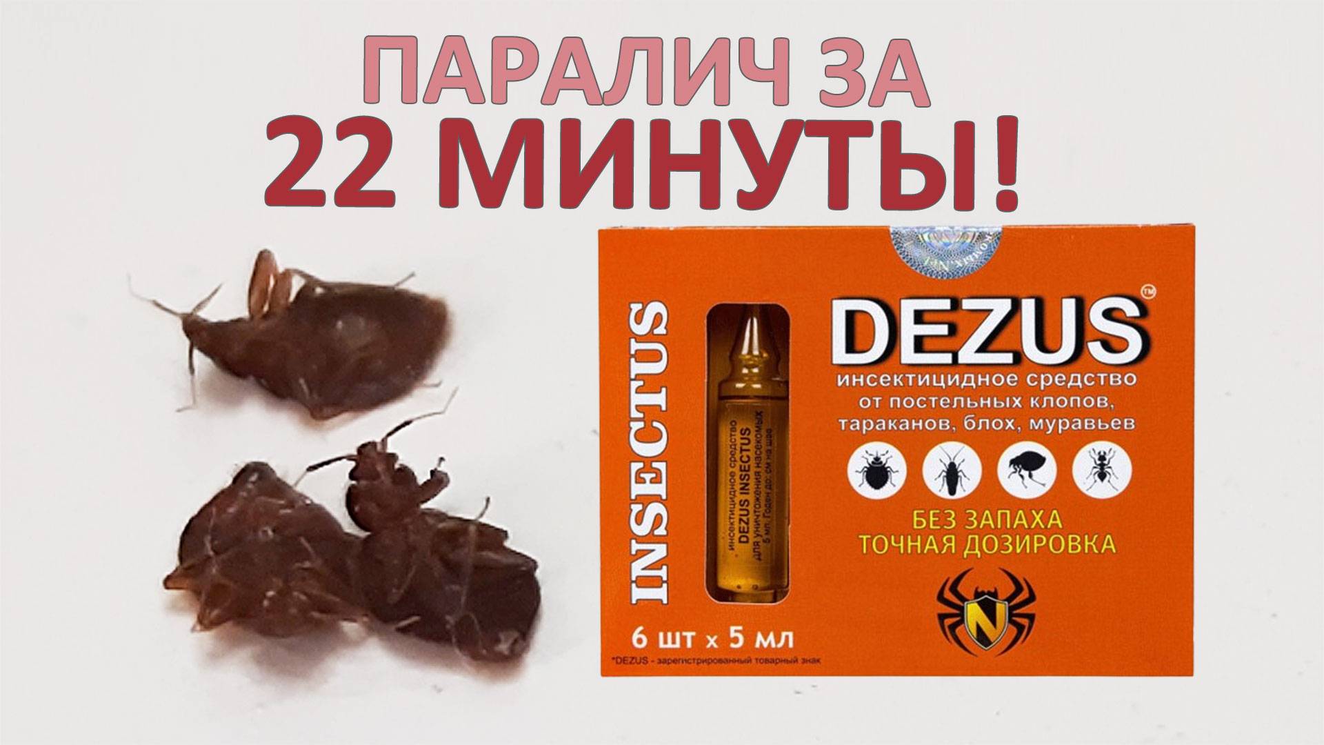 Как сухой DEZUS (Дезус) ликвидирует клопов: все паразиты потухли за 10 часов