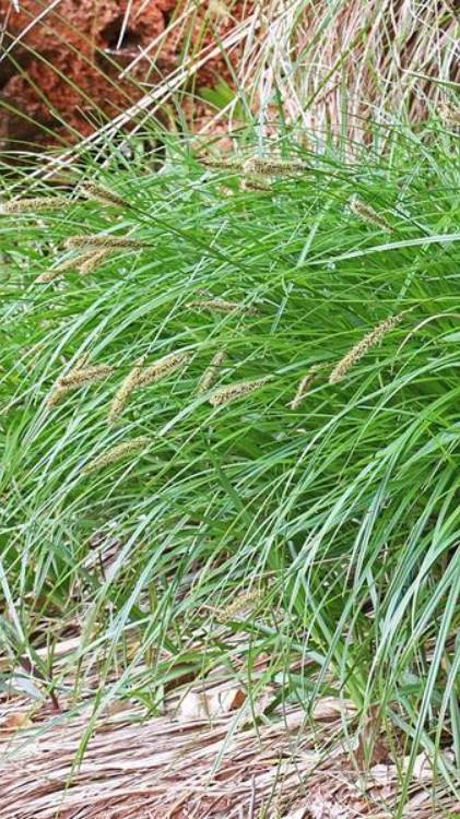 Осока гладконосая летом