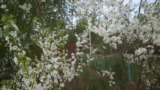 Выпускаю  ласточек  из  плена. Цветёт  терновник.