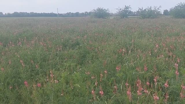 🍀КОРМОВЫЕ ТРАВЫ камерунским 🐐 КОЗАМ. Огород ЗАРОС🌿, всходов НЕТ 😱, болезнь АТАКУЕТ 🤯