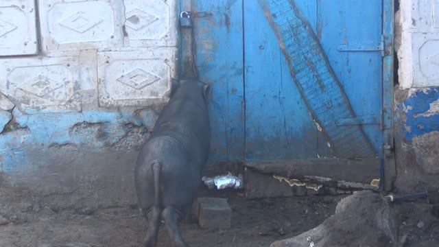 Вьетнамские кабаны нашли свою любовь! Осталось до нее добраться)