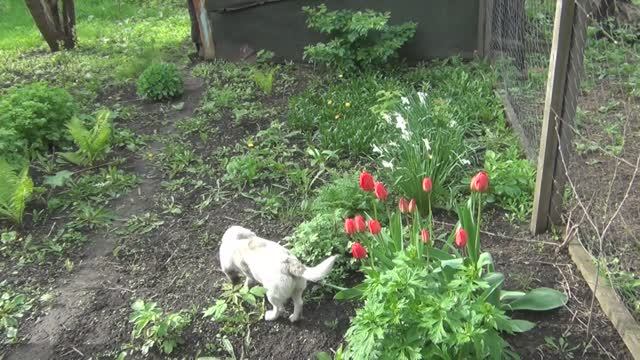 Экскурсия по огороду. Что растет в апреле?