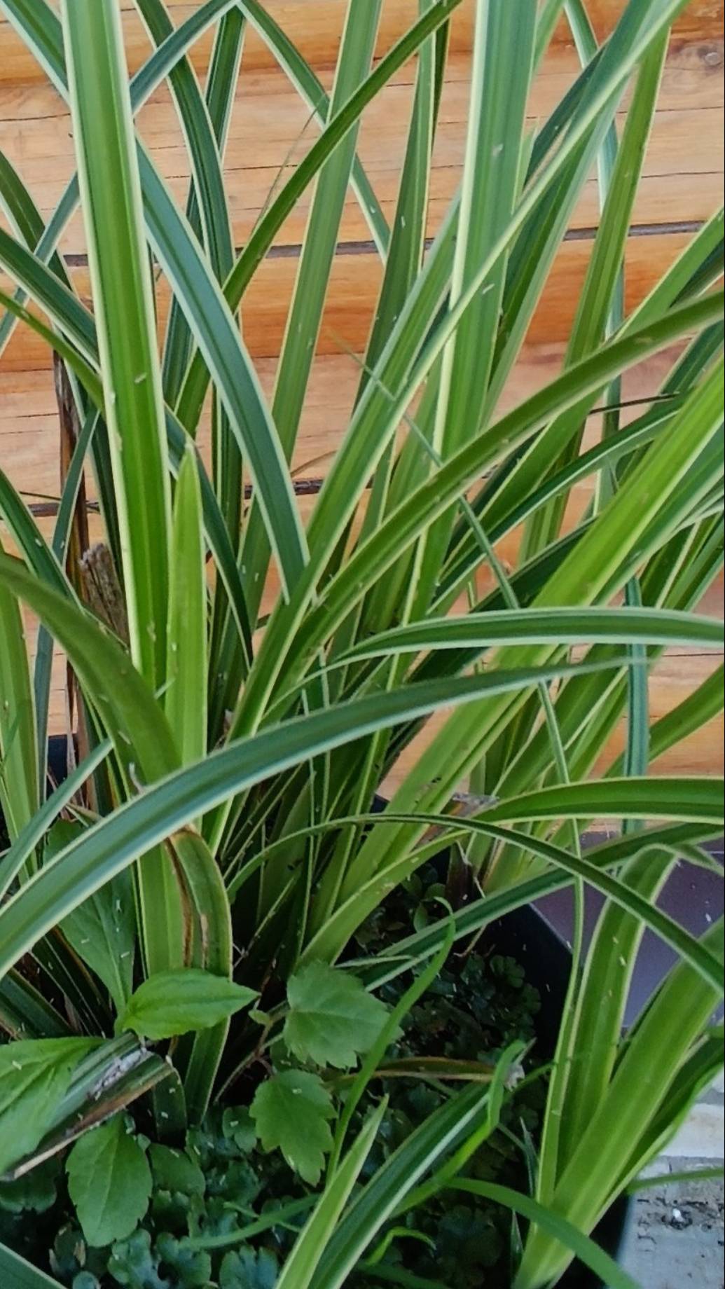 Осока карекс Морроу Ice Dance, саженцы