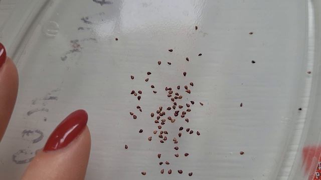 СЕЮ ЗЕМЛЯНИКУ ТОЛЬКО ТАК!УРОЖАЙ СОБИРАЮ ВЕДРАМИ!🍓🍓🍓