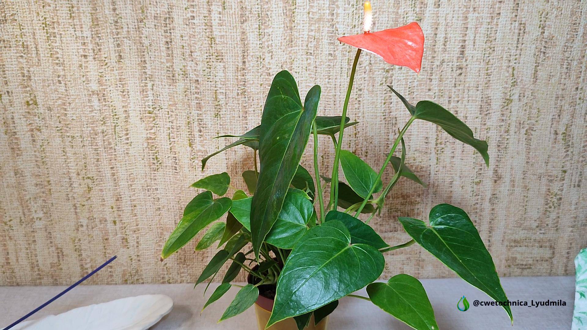 Пересадка подростка антуриума #антуриум #anthorium