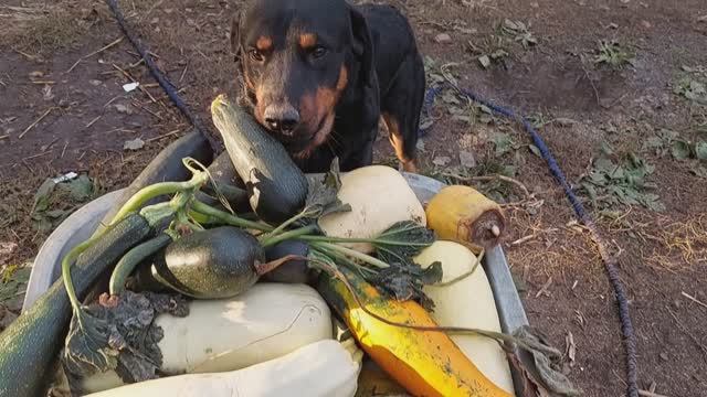 День из жизни в деревне