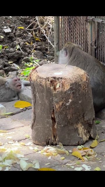 Лес обезьян