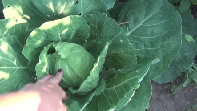 Деревенская жизнь - как она есть. Свинья в охоте, кот в шоке, огородные работы