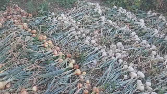 🧅РЕКОРДНЫЙ урожай ЛУКА 😱. НЕОЖИДАННЫЙ результат. У меня ТАКОЕ ВПЕРВЫЕ 😃.