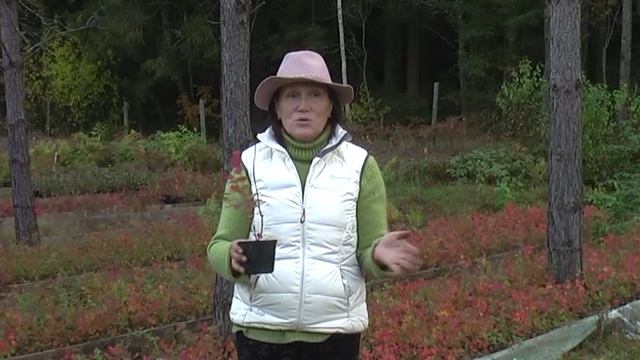 Как определить качество саженцев