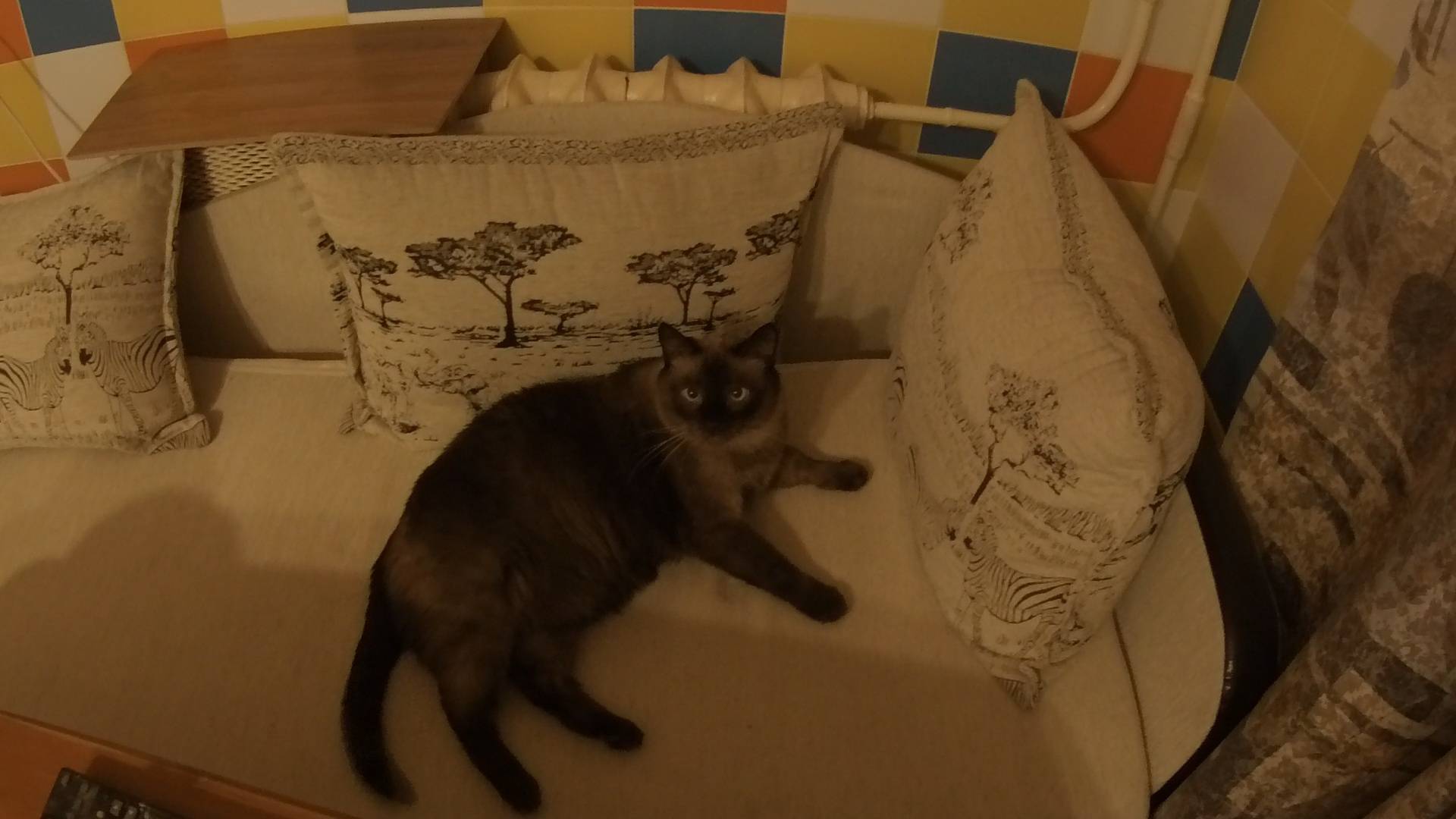 Котейка первый раз в деревне.